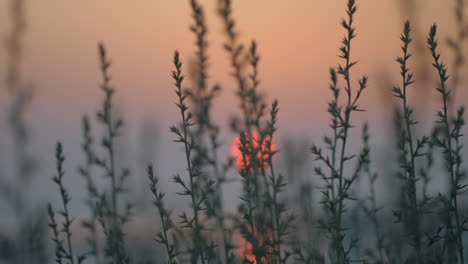 view to red evening sun through the grass