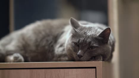 domestic gray cat with eyes wide open lying on nightstand.