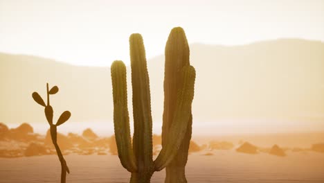 Arizona-Wüstensonnenuntergang-Mit-Riesigem-Saguaro-Kaktus