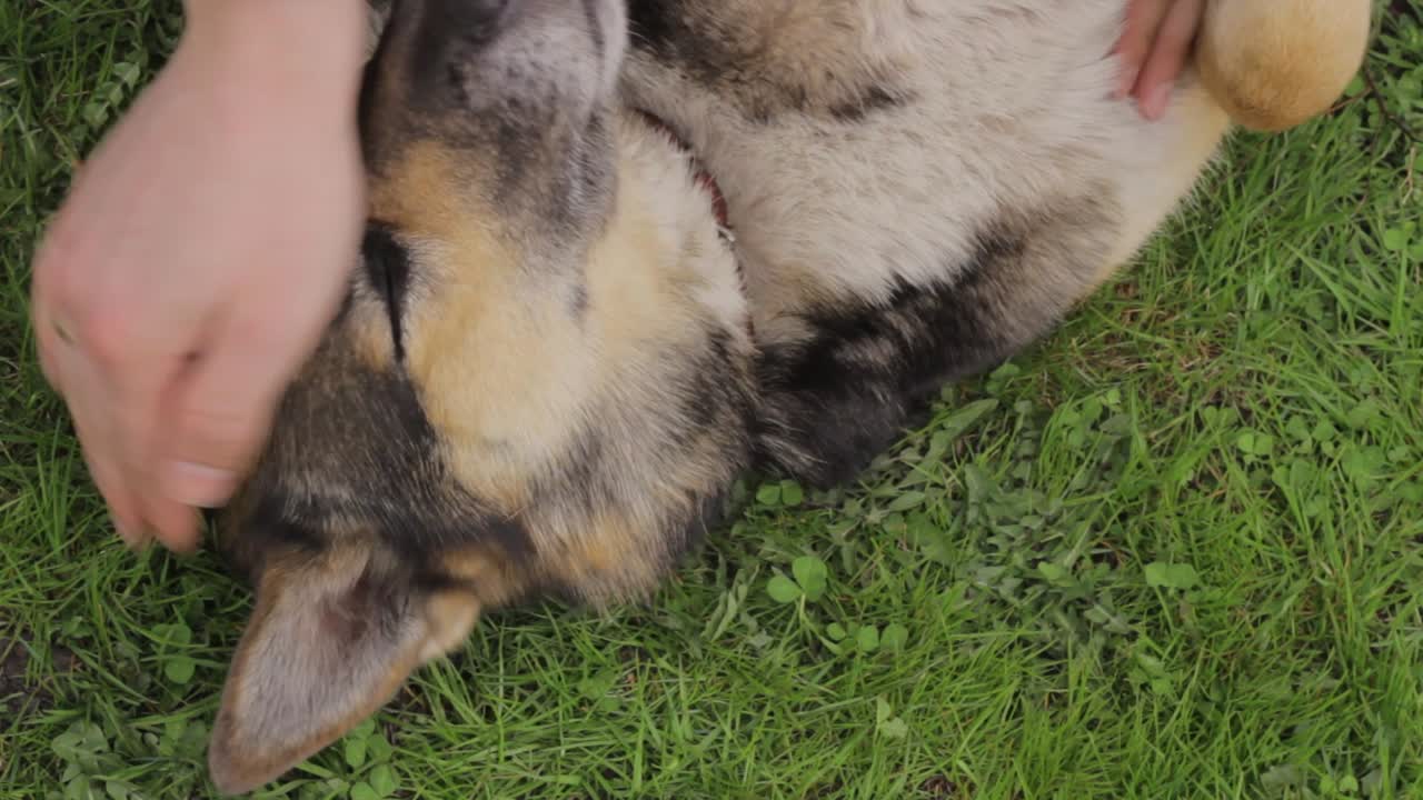 엿보기 놀이를 하고 잔디밭에서 집 개를 쓰다듬어 주기