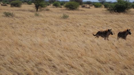los cachorros de hiena en la sabana africana