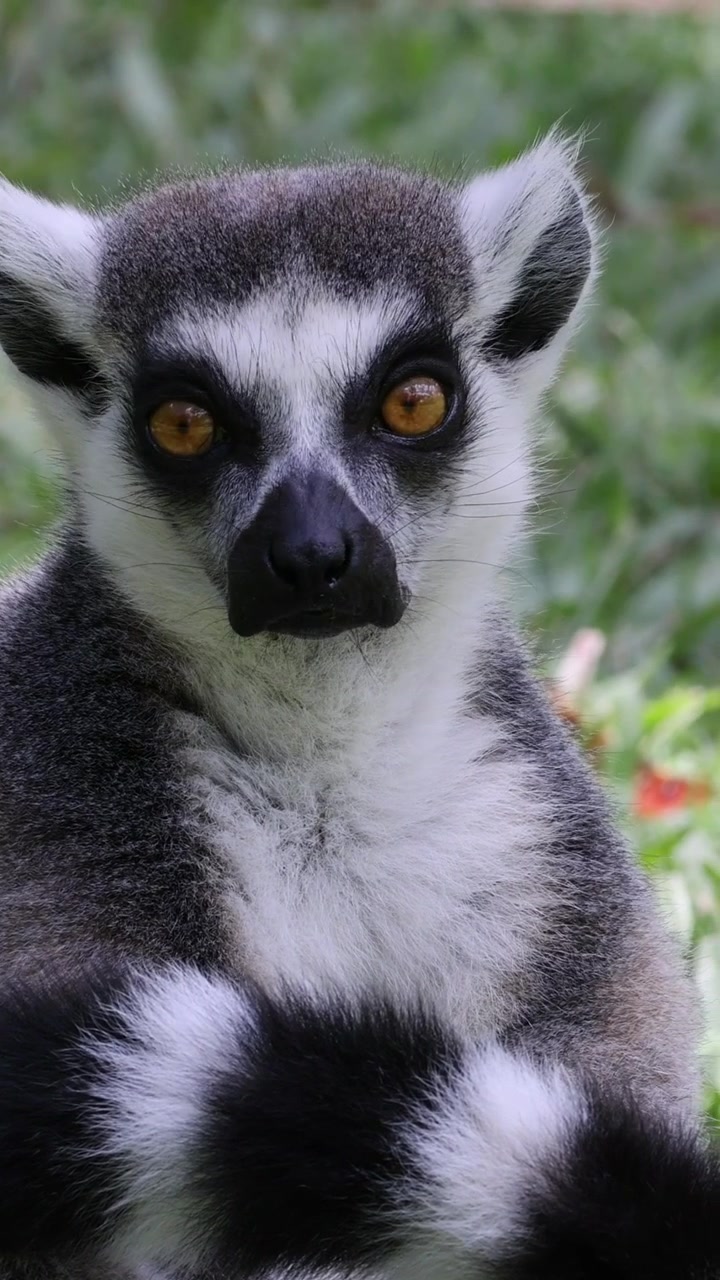 Um lêmure-de-cauda-anelada senta-se alerta na grama verde, observando ao redor com sua cauda listrada característica.