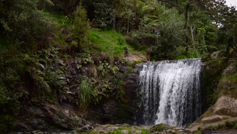 oakley creek waterfall underneath lush bushland and tall trees