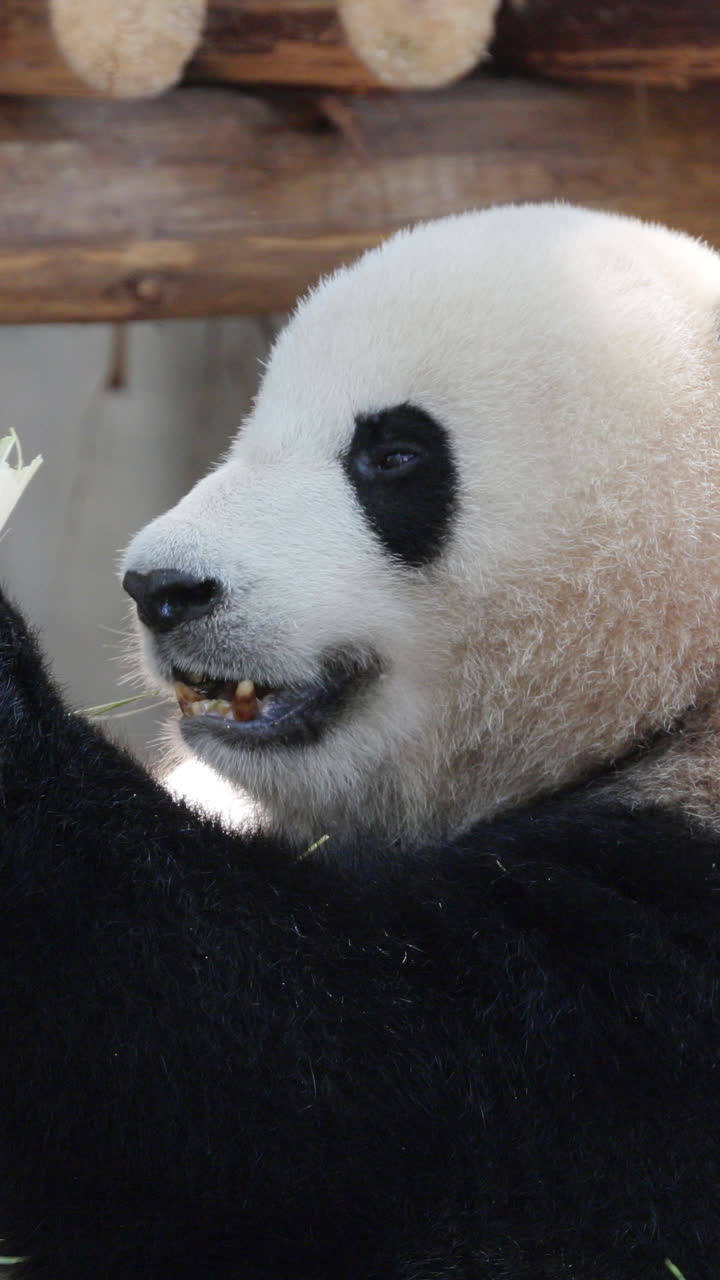 A close up of a panda eating in vertical