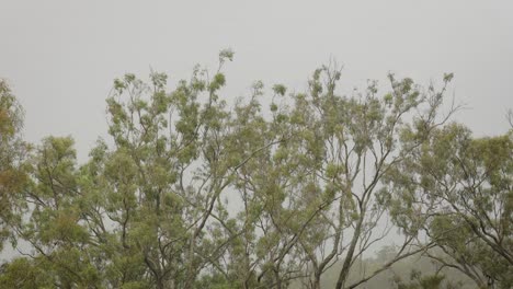 Matorral-Nativo-Australiano-En-Lamington,-Borde-Escénico-Bajo-Una-Suave-Lluvia-Y-Viento