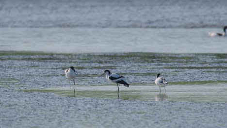 Kluut-Männchen-Stürmen-Und-Jagen-Vögel-Aus-Gruppen,-Die-Im-Flachen-Teich-Sitzen