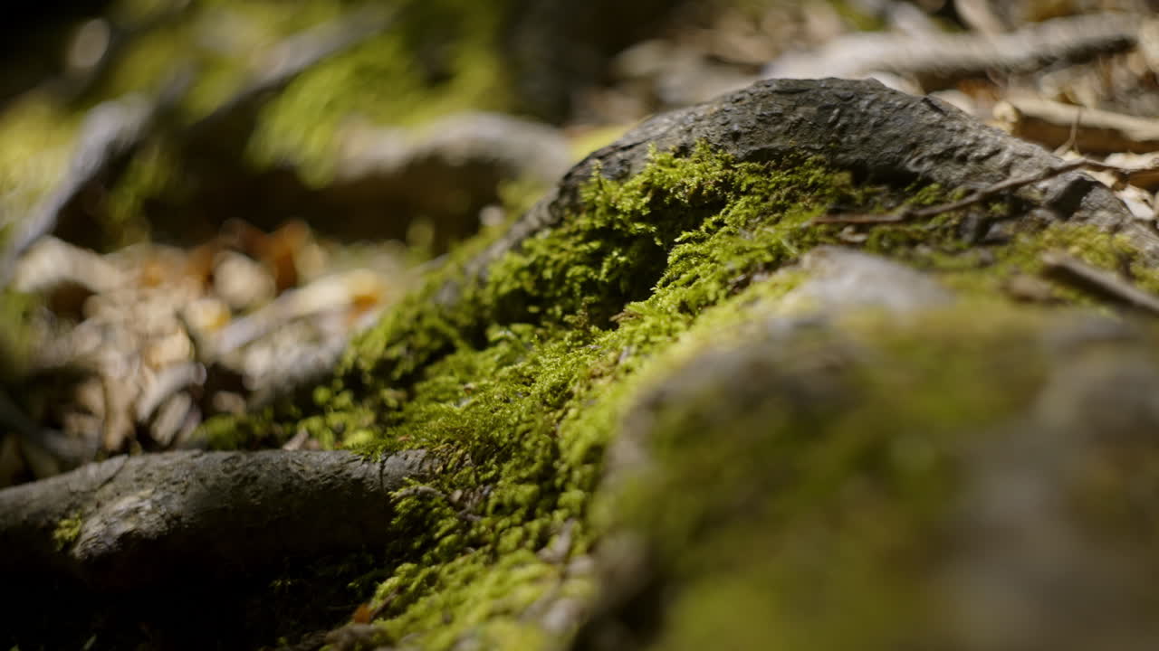 Mossy Tree Roots on Forest Floor