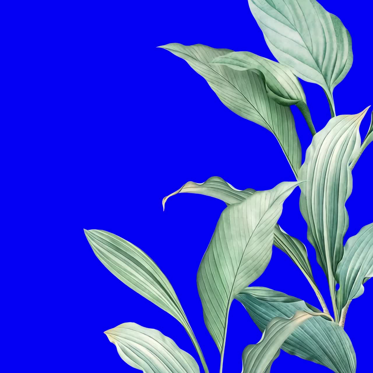 Vibrant leaves animation, transparent 4K video, green screen
