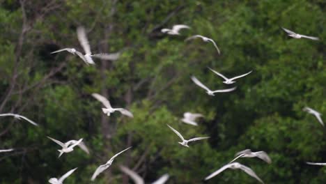 terns are seabirds that can be found all throughout the world at sea, rivers, and other wider bodies of water