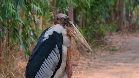 un gran pájaro de la familia de las cigüeñas común en el sur de asia y ahora en peligro de extinción debido a la pérdida de hábitat