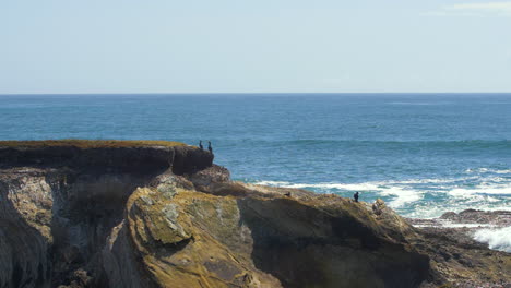 seabirds sitting on cliff over ocean bay with waves