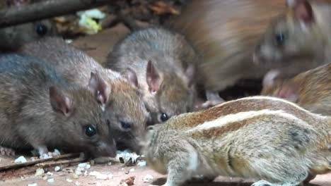 close up of wild rats and chipmunk feeding on cooked rice