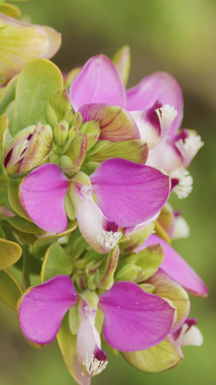 Bidikan makro vertikal bunga Polygala myrtifolia ungu yang mekar dengan latar belakang bokeh hijau lembut.