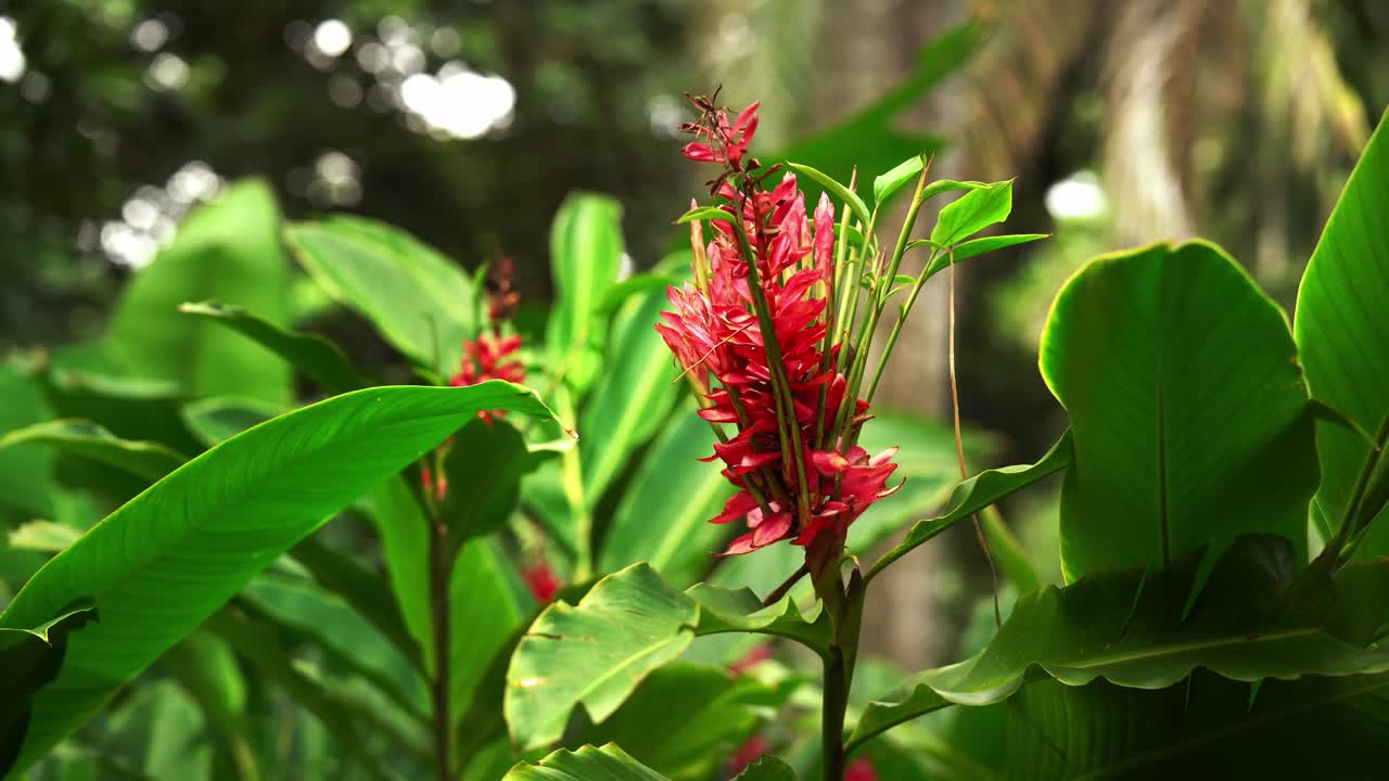 The Zingiberaceae Curcuma Longa plant in Taipei Botanical Garden