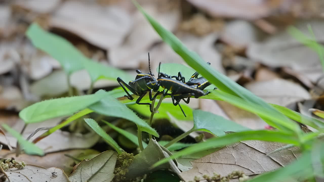 Two Florida lubber grasshoppers fighting to consume a green piece of plant then one looses and crawls away. Close up static macro shot.