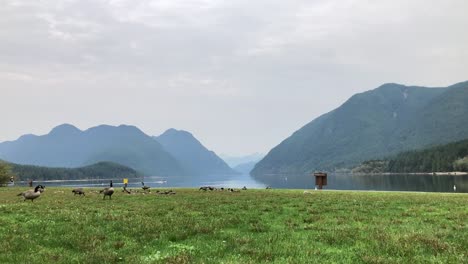 Flock-of-Canada-goose-walking-in-park-on-background-of-lake-and-mountain