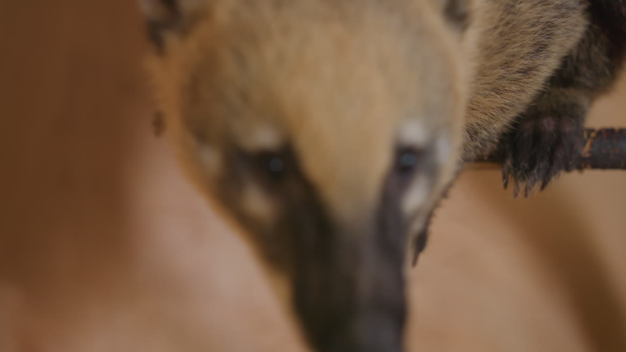 Coati che rosicchia una corda su un ramo in primo piano, scena interna tranquilla, muso e zampe concentrati nell’esplorare la fibra ruvida, luce calda e soffusa sulla pelliccia marrone, movimenti lenti e delicati, espressione curiosa e dettagliata