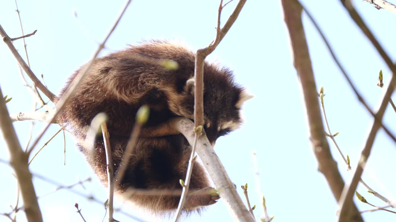 toma de abajo hacia arriba que muestra a un perro mapache somnoliento posado en una rama de árbol y relajándose en verano.