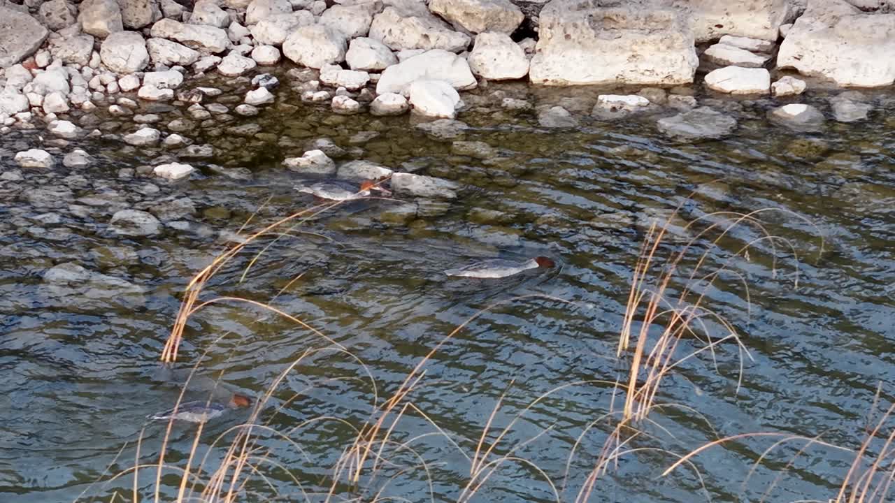 Aerial view of merganser ducks swimming near a rocky shoreline with rippling clear water and scattered reeds