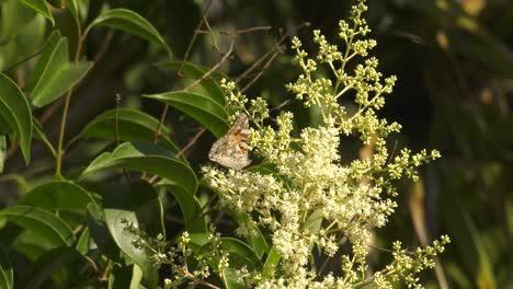 butterfly painted lady collecting nectar on white blossom of a green tree