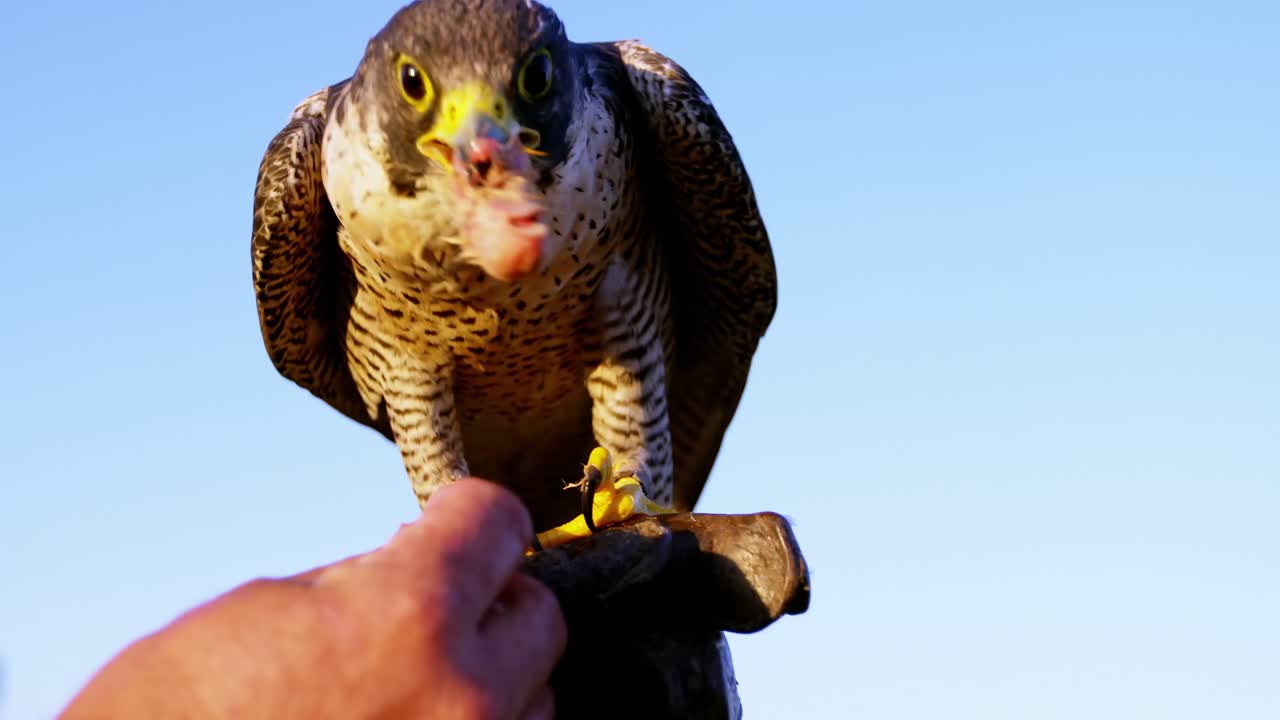 hombre alimentando águila halcón en su mano