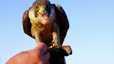 man feeding falcon eagle on his hand