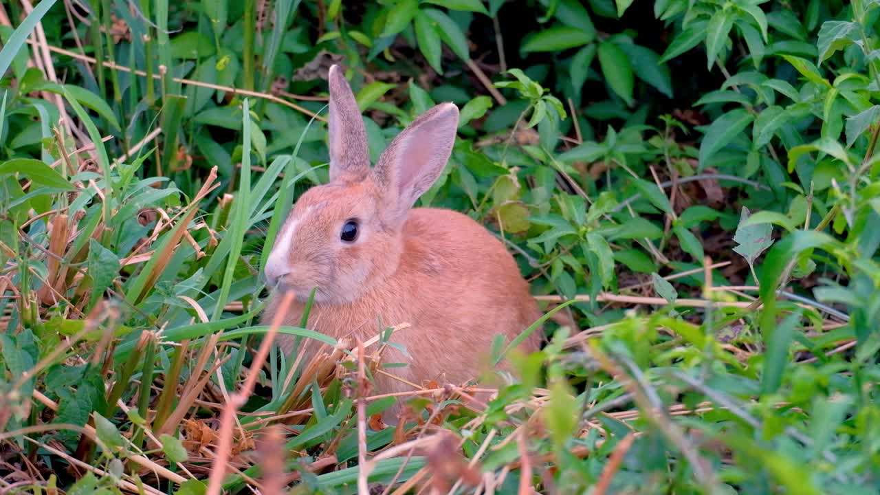 adorable conejo marrón tranquilo en la hierba -cerrar