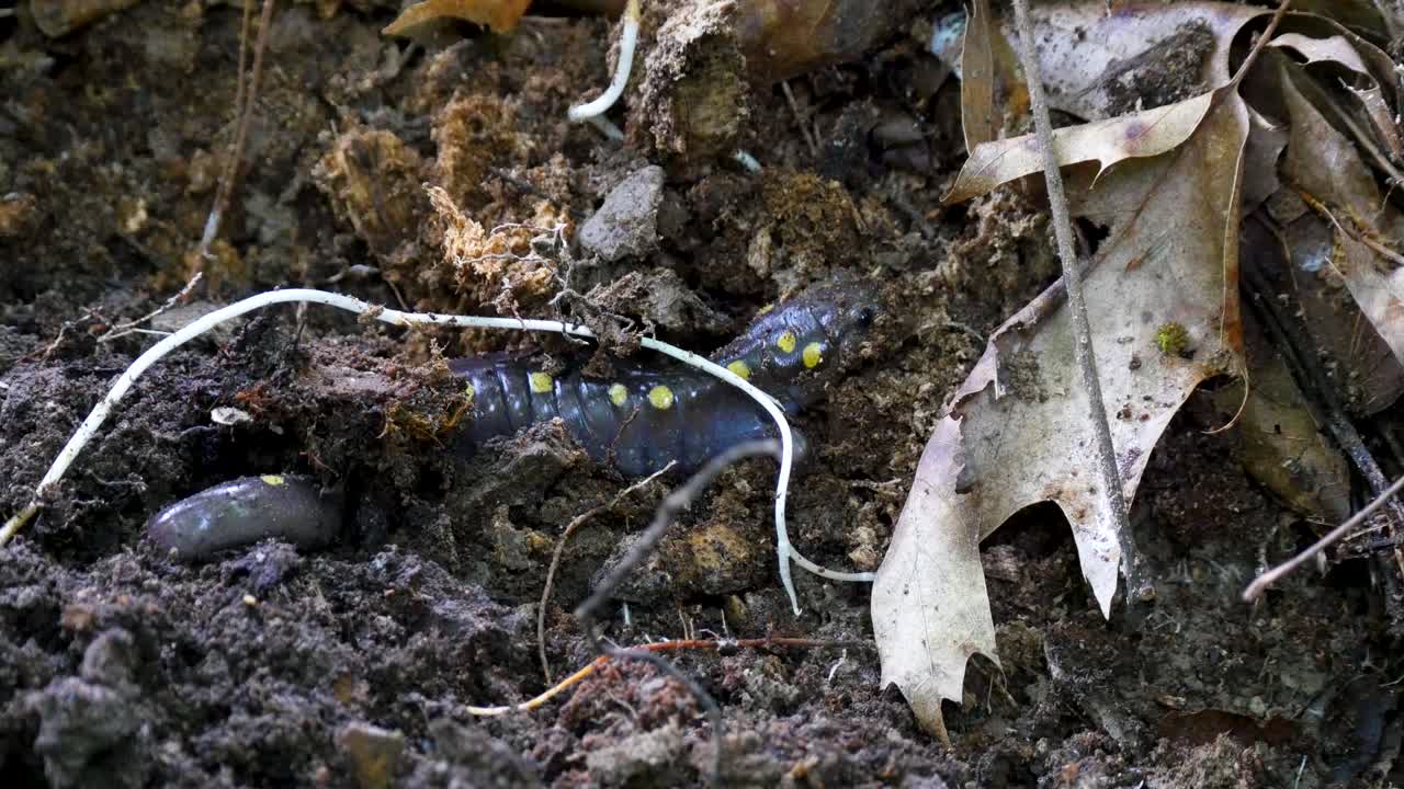 Spotted Salamander in its Natural Habitat