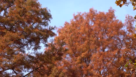 orange and red foliage of dawn redwood trees in korean park over blue sky - look up