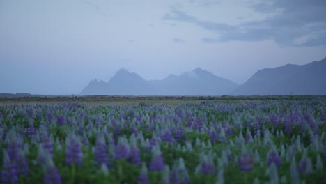 hundreds of purple lupine flowers in an icelandic field swaying in the wind with majestic mountains in the distance