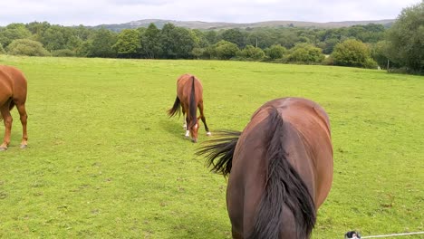 horse close up with herd grazing in field with brecon beacons in background in wales uk 4k