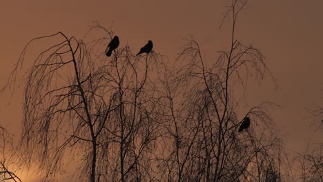 los cuervos vuelan lejos de las ramas de los árboles al amanecer