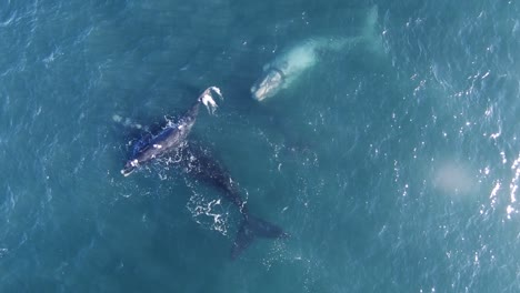 aerial view of a group of southern right whales, including a rare white, getting ready to copulate - top down, drone shot