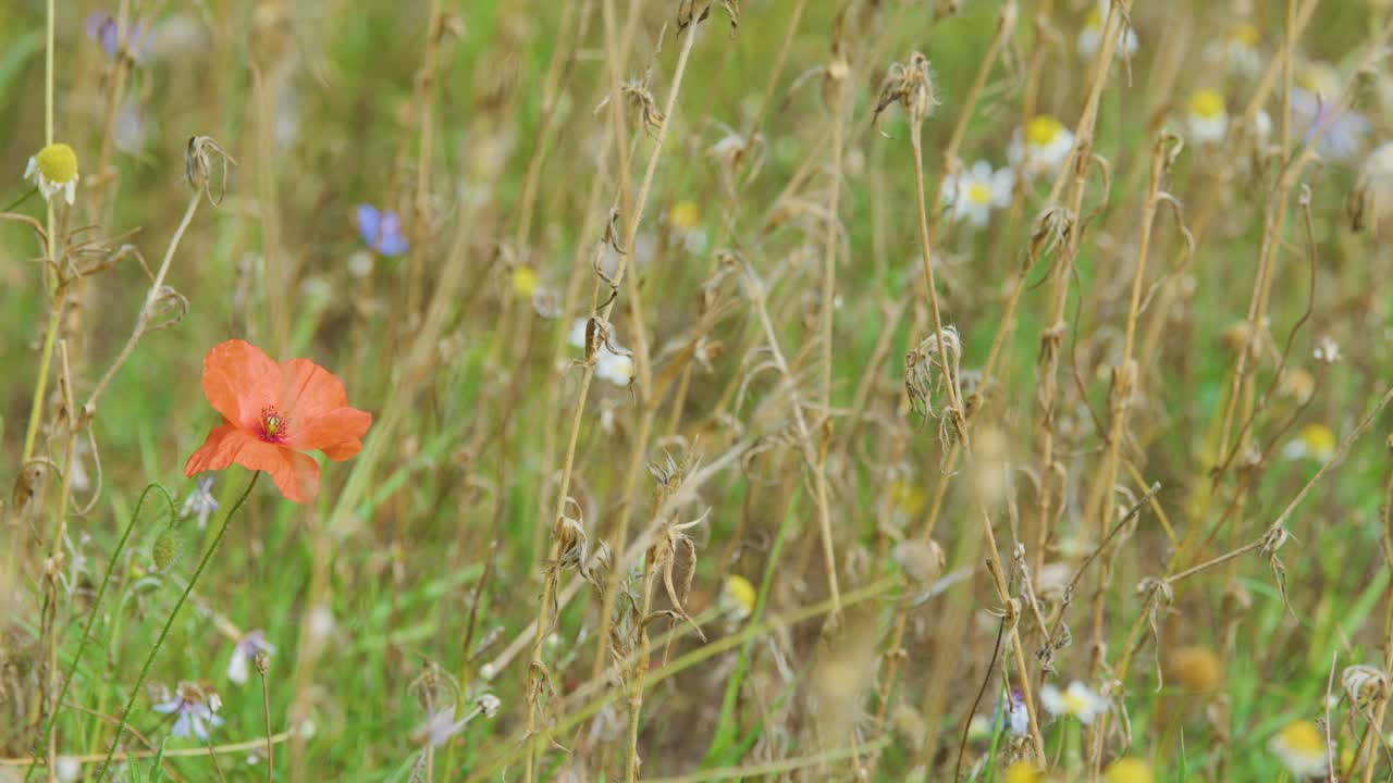 Single red poppy moves in breeze among wildflowers, shallow depth, natural daylight, static shot