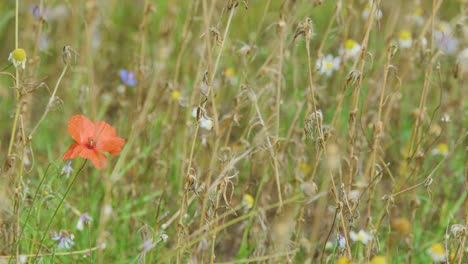 Single red poppy moves in breeze among wildflowers, shallow depth, natural daylight, static shot