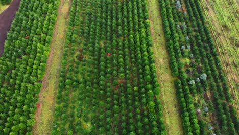 aerial view of a tree nursery with neatly arranged fir trees