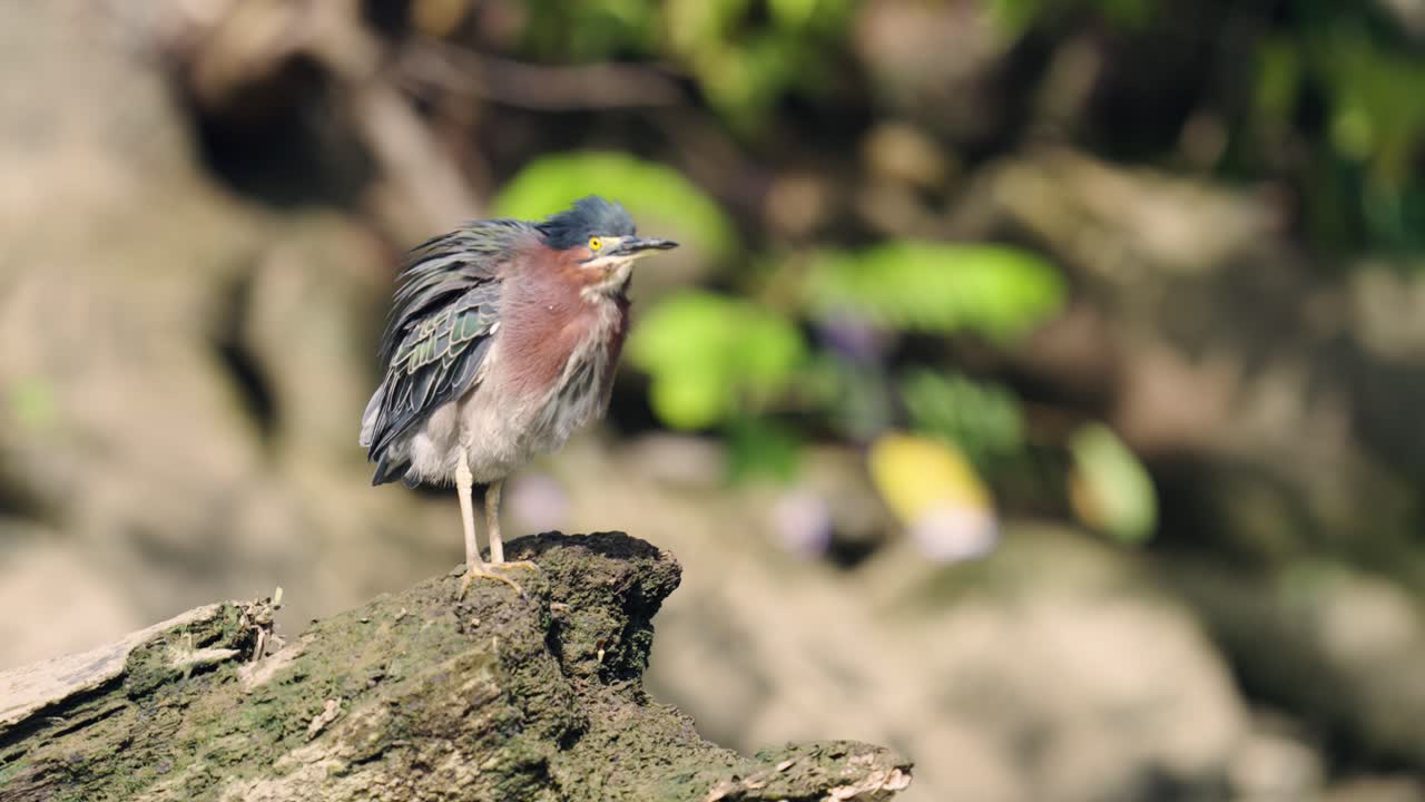 Garza verde silvestre posada en un tronco cubierto de musgo en la naturaleza