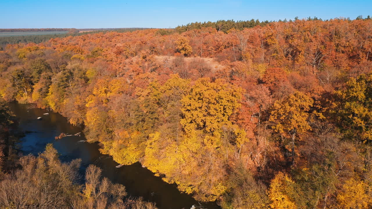 Wild natural sight of a forest and flowing water. Beautiful orange tops of trees in the forest in autumn. Blue clean lake among nature. Aerial view.