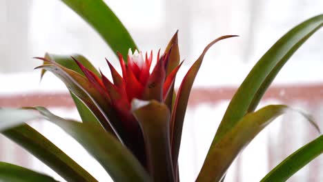 Nahaufnahme-Der-Blüte-Der-Guzmania-Bromelie,-Die-Von-Rechts-Nach-Links-Kreist