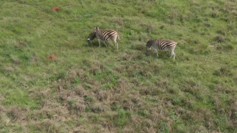 drone aerial footage of a zebra family with a zebra baby summer grassed savannah