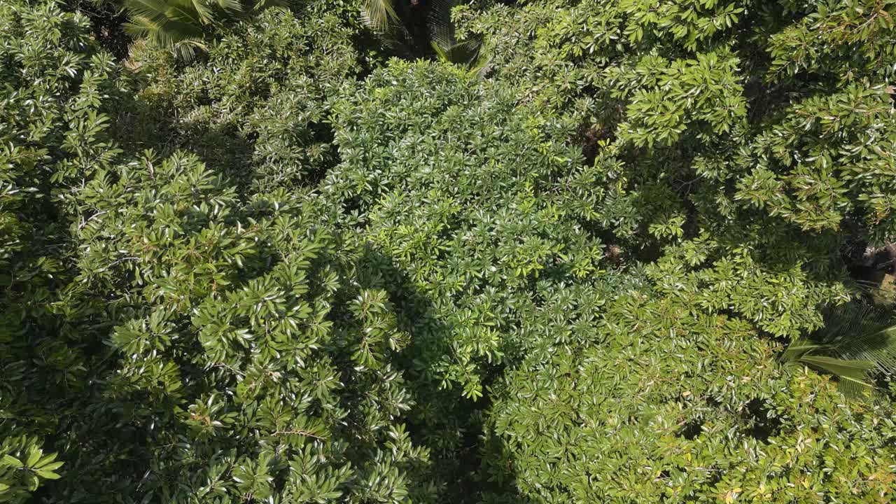 vista superior del dron del árbol durian en bali, indonesia