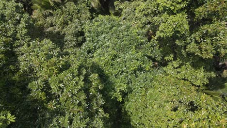 Vista-Superior-Del-Dron-Del-árbol-Durian-En-Bali,-Indonesia