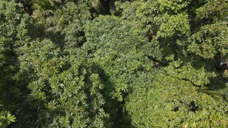 drone vista dall'alto dell'albero di durian a bali, indonesia