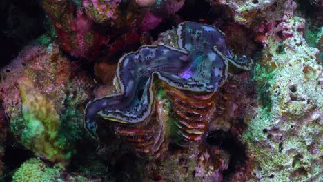 giant blue clam close up on coral reef in the red sea