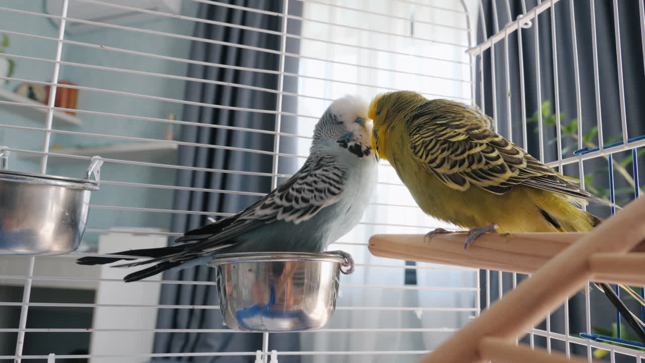 попугаи в клетке