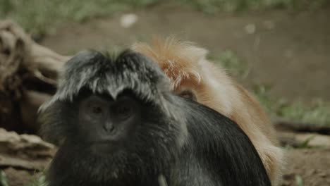 two langur grooming each other on forest floor in asia