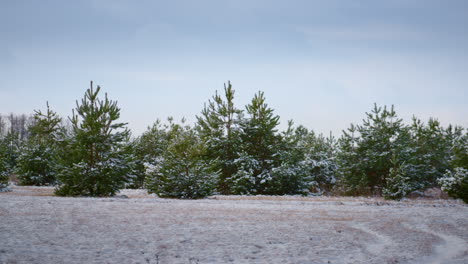 Paisaje-Invernal-Abetos-Nevados-De-Pie-Frente-Al-Cielo-Azul.-Nieve-Cubierta-De-Bosque.