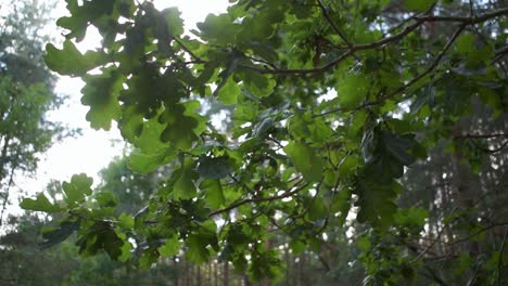 Schönes-Sonnenlicht-Durch-Die-Blätter-Im-Wald-Eingefangen