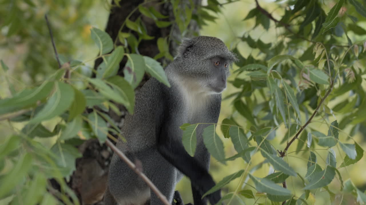 mono sykes en la costa sur de kenia picazón en un árbol