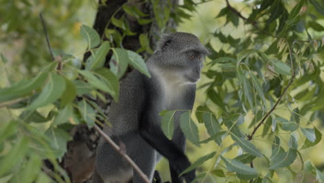 Sykes-monkey-in-the-south-coast-of-Kenya-itching-on-a-tree